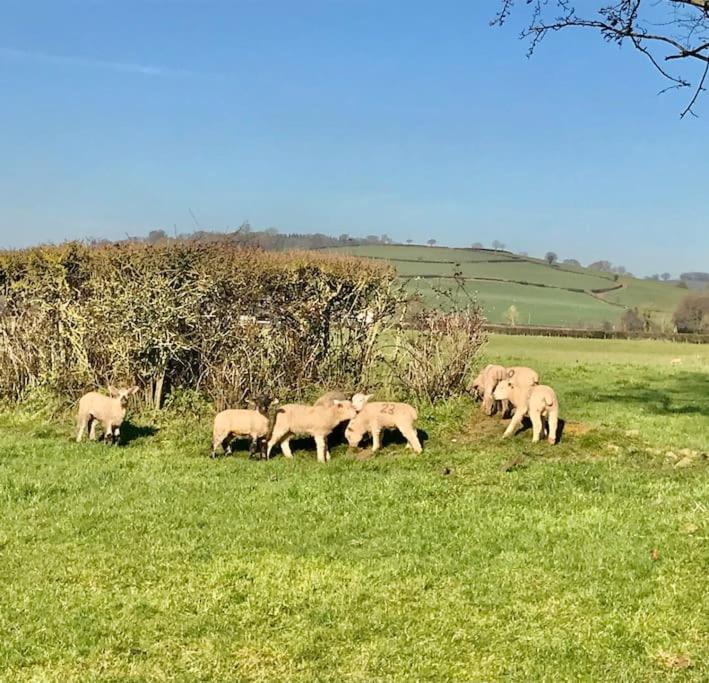 Rural Devon Retreat In Stunning Exe Valley. *